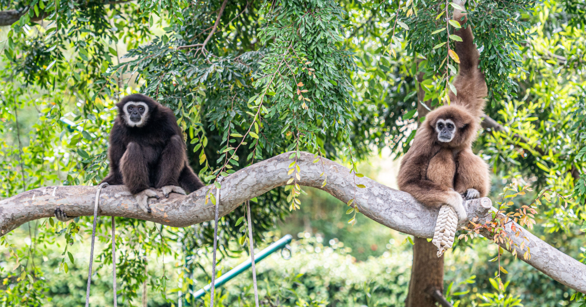 Gibbons Are Back in Town! Oakland Zoo New Whitehanded Gibbon